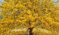 Cây mai &apos;có một không hai&apos; ở Đồng Nai