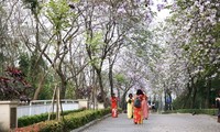 Người dân đổ xô &apos;check in&apos; trên con đường hoa ban tím tuyệt đẹp trong khu đô thị nhà giàu