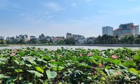 Đấu giá cho thuê 35.000m2 đất tại Tây Hồ 