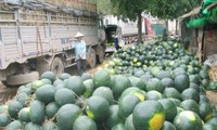 Hiện còn gần 1.000 container nông sản ùn ứ tại cửa khẩu của các tỉnh