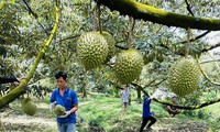 Nếu vi phạm nhiều lần, sầu riêng sẽ bị Trung Quốc &apos;tuýt còi&apos;