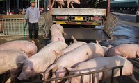 Bán 1 con lợn lãi gần 1,3 triệu đồng, thịt nhập khẩu giá rẻ bất ngờ