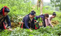 Tăng quyền năng kinh tế của phụ nữ dân tộc thiểu số để giảm nghèo bền vững