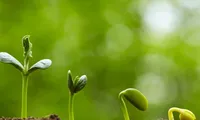 Trắc nghiệm: Hãy thử gieo 100 hạt mầm, bạn thấy có bao nhiêu hạt sẽ nảy mầm?