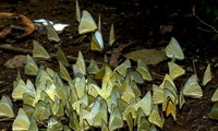 Ninh Bình: Lạc lối giữa rừng bướm đẹp như tiên cảnh ở Cúc Phương