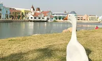 Chú ngỗng may mắn trở thành &quot;tân sinh viên&quot; của một trường đại học