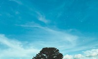 Đi cây thông Cô đơn Đà Lạt chưa? Biết đâu đến lại hết cô đơn thì sao?