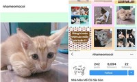 Nhà mèo mồ côi - &quot;mái ấm&quot; trên Instagram dành riêng cho những chú mèo hoang ở Sài Gòn