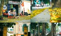 Đẹp ngỡ ngàng mùa sấu thay lá đổ vàng rực cả con đường lãng mạn nhất Hà Nội