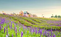Cánh đồng hoa nữ hoàng xanh đẹp như trời Âu giữa lòng Hà Nội