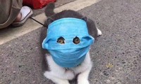 Ảnh chú mèo đeo khẩu trang giữa dịch virus corona gây bão mạng
