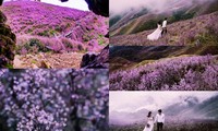 &quot;Ngất lịm&quot; với đồi hoa tím trên Tà Chì Nhù - đỉnh núi cao thứ 7 Việt Nam