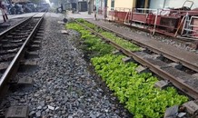 Hành lang đường sắt trở thành vườn rau ở Hà Nội