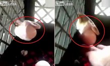 Mò vào chuồng gà, rắn bị kẹt đầu vào lưới sắt vì... quả trứng