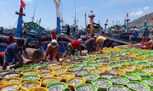 Mùa cá về, ngư dân Ninh Thuận trúng hàng trăm triệu mỗi đêm