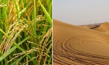 Trồng thành công lúa chịu mặn trên sa mạc ở Dubai