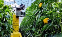 Robot công nghệ cao giúp nông dân hái ớt chuông