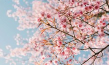Vì sao 'bão quái vật' lại khiến hoa anh đào ở Nhật Bản nở sớm 6 tháng