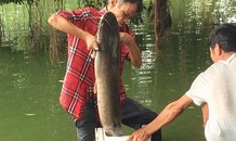 Cần thủ câu được cá trê khủng hàng chục cân tại Hồ Gươm