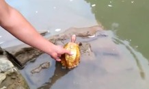 Người đàn ông mua lại rùa vàng quý hiếm để phóng sinh