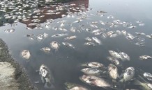 Cá chết trắng mặt nước tại hồ điều hòa ở thành phố Vinh