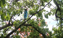 Nghẹt thở giải cứu cô gái đứng trên ngon cây bên bờ vực