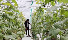 Bỏ du học Mỹ, chàng trai về nước trồng dưa thu 200 triệu mỗi tháng