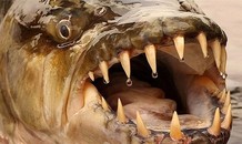 Cá hổ khổng lồ - hung thần ăn thịt trên sông Congo