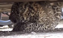 Giải cứu báo tuyết khỏi bãi đậu xe ở Ấn Độ