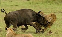 Trâu rừng liều mạng tấn công sư tử giải cứu đồng loại