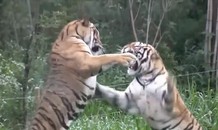 Những màn đánh nhau cực 'đỉnh' của con hổ bị nhốt trong sở thú