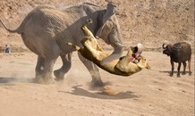 Voi ‘nghĩa hiệp’ giải cứu trâu rừng khỏi nanh vuốt sư tử