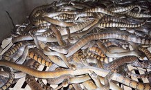 Về nơi rắn nhiều hơn người ở Vĩnh Phúc