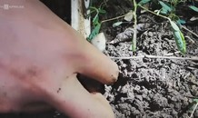 Nhổ nấm mối lúc nửa đêm kiếm tiền triệu ở Bà Rịa - Vũng Tàu