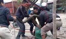 Khiếp vía 5 thanh niên bắt sống hổ mang chúa 20 kg ở Vĩnh Phúc
