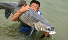 Cá chép khổng lồ cắn câu, kéo ngư dân xuống hồ 6 lần