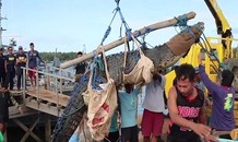Cá sấu ăn thịt người nặng nửa tấn mắc bẫy