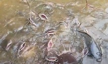 Đàn cá 'khủng' trong ngôi chùa ở Huế
