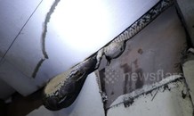 Trăn khổng lồ ăn thịt kỳ đà trên trần nhà dân ở Thái Lan