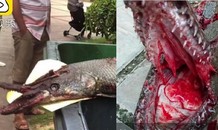 Thủy quái mình rắn đầu cá sấu cắn bé gái 9 tuổi ở Trung Quốc