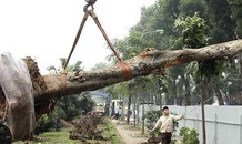 VIDEO: Cận cảnh Hà Nội khai tử gần 500 cây đẹp nhất ven sông Tô Lịch