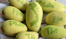 Độc đáo xoài in chữ thư pháp ở miền Tây