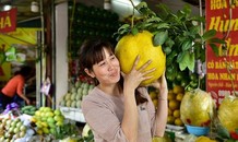 Bưởi khổng lồ 13kg/quả, giá bạc triệu hút khách chơi Tết