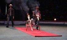 Video: Tròn mắt xem những chú lợn Móng Cái vượt vòng lửa