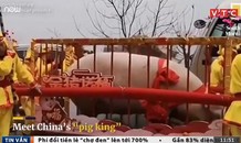 Lợn khổng lồ nặng gần 1 tấn, 24 người khiêng mới xuể