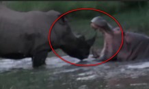 VIDEO: Tê giác đại chiến hà mã giữa đầm nước