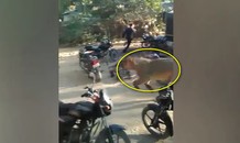 Video: Sư tử xông thẳng vào làng, đám đông kinh hãi bỏ chạy