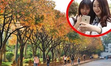 Cận cảnh con đường lá vàng đẹp như Hàn Quốc ở Hà Nội