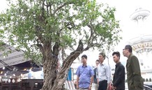 Cây thạch lựu 300 tuổi giá hơn một tỷ đồng ở Hà Nội