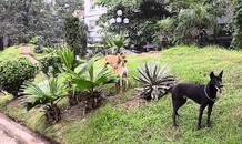 Hà Nội: Chó thả rông 'chiếm lĩnh' vỉa hè, không gian công cộng